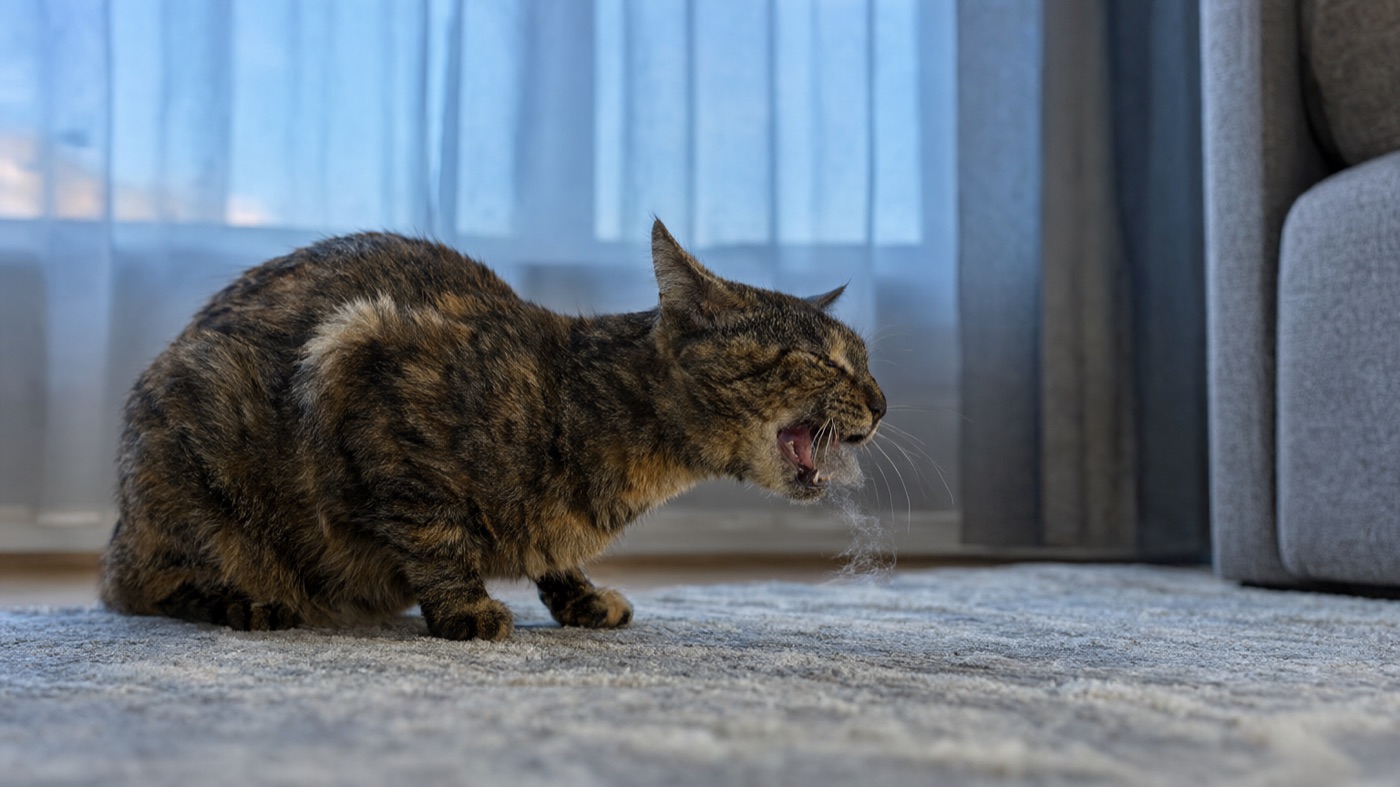 A cat crouched on a rug, retching
